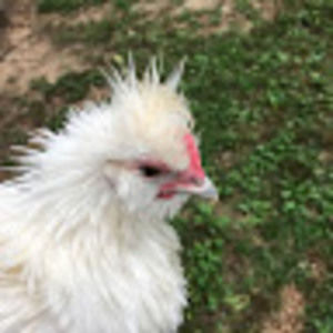 Meet your Posher, Josh